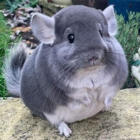 Crd to owner Aesthetic Chinchilla, Chinchilla Cute, Hamster Pics, Chinchilla Pet, Chinchillas, Little Critter, Rodents, Otters, Animals Wild