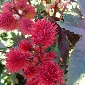 Castor Bean Plant, Castor Bean, Bean Plant, Bean Seeds, Border Plants, Fast Growing Plants, Wild Edibles, Herbaceous Perennials, Organic Seeds