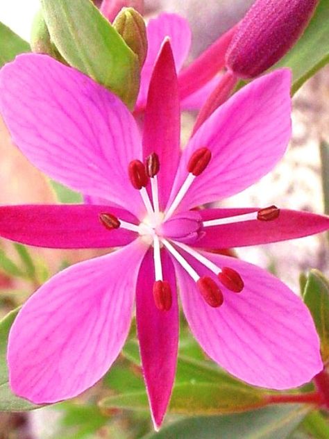 Rosebay Willowherb (chamerion angustifolium) flower. Fireweed Flower, Alaska Fireweed, Rosebay Willowherb, Flower Identification, Watercolor Plants, Flower Names, Floral Theme, Handmade Soaps, Flower Pictures