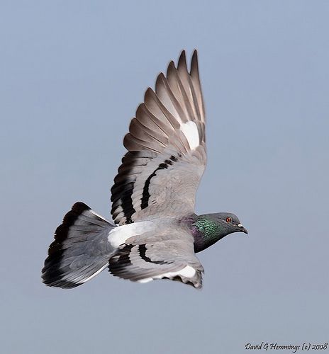 Rock Pigeon, Carrier Pigeon, David Hemmings, Cute Pigeon, Pigeon Pictures, Pigeon Breeds, Dove Pigeon, Dove Pictures, Racing Pigeons