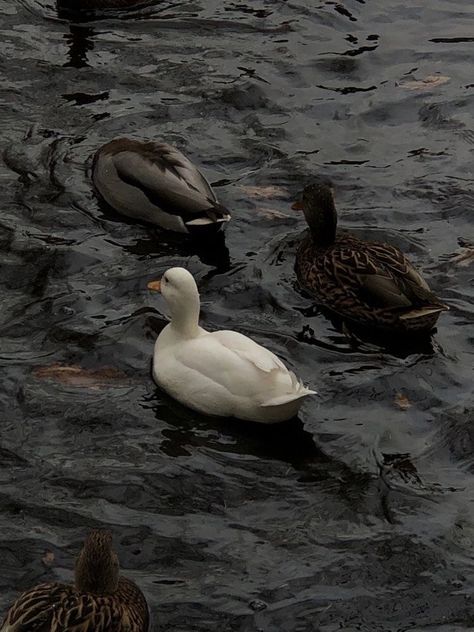 Dark Aesthetic, Ducks, Water, White, Black