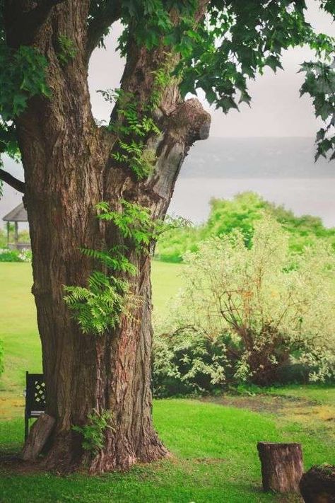 #Buddhistdoor #feature: The Most Important Spiritual Advice -- How slowing down with time in nature can nurture our heart and practice #buddhism #spirituality #peace #mindfulness #nature #climatechange #environment #buddha Yard Background, Pet Memorial Garden, Garden Background, Grass Background, Fragrant Garden, Grass Field, Tree Images, Miniature Plants, Wildflower Garden