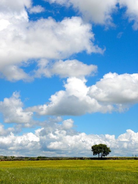 Cloud Reference Photo, Calming Pictures, High Clouds, Blue Sky Clouds, Cloud Photos, Watercolor Sky, Clouds Photography, Cloud Art, Sky Landscape