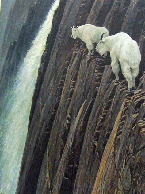 Mountain Goats Climbing, Animal Photography Dogs, Goat Paintings, National Geographic Animals, Show Goats, Mountain Goats, Goat Art, Albino Animals, Cute Goats