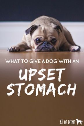 Dog Upset Stomach Remedies, Upset Stomach Remedy, Stomach Ache Remedy, Dog Upset Stomach, Meds For Dogs, Upset Tummy, Dog Remedies, Food Dog, Sick Dog