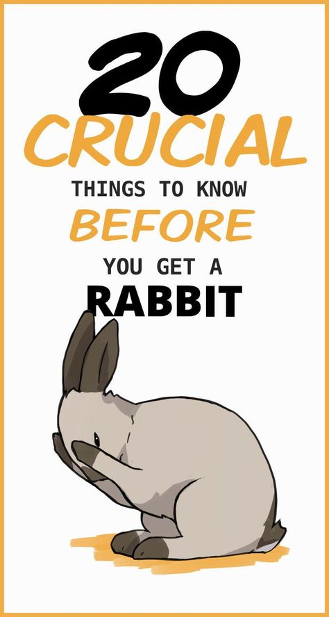 Rabbits are not beginner pets. They can be almost as much work to take care of as a typical dog. Before adopting a bunny, it’s important to learn about their many traits that can cause unique problems for any unsuspecting new rabbit caretaker. Rabbit Things, Adopt A Bunny, Bunny Care Tips, Rabbit Facts, Mini Lop Bunnies, Rabbit Behavior, Lop Bunnies, Rabbit Habitat, Pet Rabbit Care