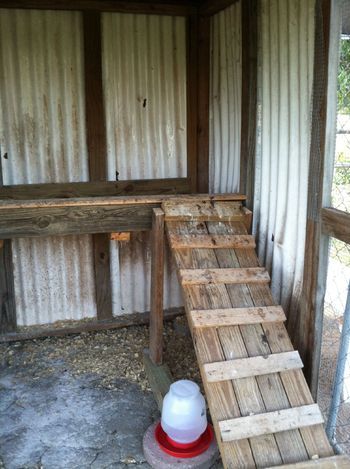 Ladder to roost Chicken Ladder Diy, Diy Chicken Roost Ladder, Chicken Playground, Chicken Ladder, Ladder Bar, Chicken Roost, Chicken Boxes, Chicken Coup, Old Ladder