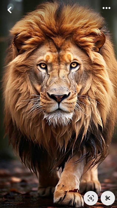 Lion Walking, Big Cats Photography, Wild Animal Wallpaper, Wild Animals Photography, Lion Artwork, Lion Photography, Lions Photos, Lion Love, Tiger Pictures