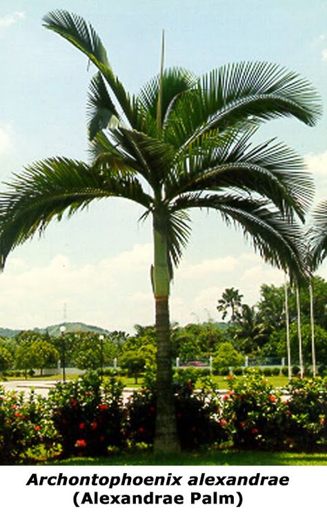 Alexander palm, single form. Archontophoenix alexandrae  http://buildfun.blogspot.com.au/2010/12/archontophoenix-alexandrae.html Bangalow Palms, Bangalow Palm, Alexander Palm Tree, King Palm Tree Landscape, Alexander Palm, Alexander Palms, Alfresco Designs, Future Garden, Tropical Gardens