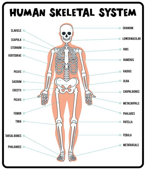 Learning About Bones Activities For Kids And Skeleton Printable Free Printable Skeleton Template, Skeleton Body Parts, Skeleton Outline, Big Skeleton, Skeleton Template, Skeleton Printable, Body Parts For Kids, Skeleton Body, Cut Out Pictures