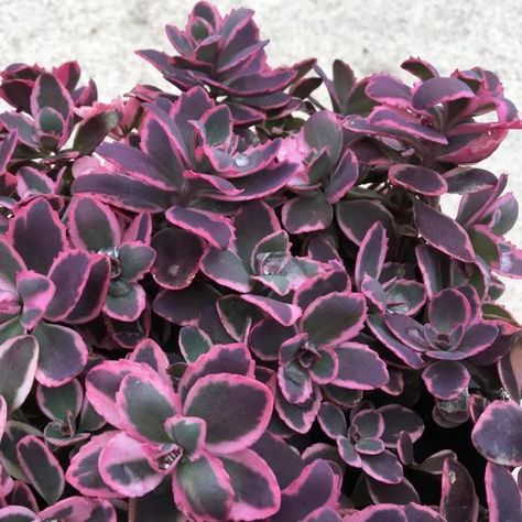 Sedum Sunsparkler, Sedum Garden, Perennial Ground Cover, Sedum Plant, Edging Plants, Sun Perennials, Plant Covers, Plant Spacing, Hardy Perennials