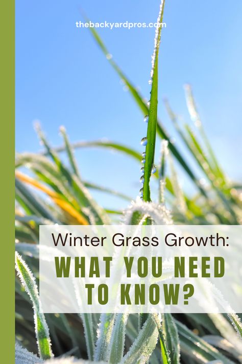 Is grass still growing in winter, or is it asleep? Cold temperatures put many grasses into dormancy, but cool-season grasses can still grow. Learn which types of grass can handle winter’s chill and how to care for them. Ideas For Where Grass Wont Grow, Fall Grass Maintenance, Winter Grass Seed, Types Of Grass For Lawn, Winter Grass, Grass Seed Types, Bermuda Grass, Types Of Grass, Under The Surface