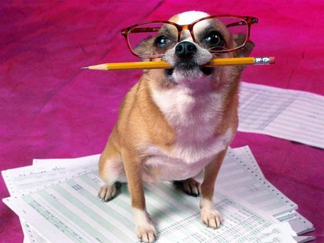 This dog would like to congratulate you for submitting your taxes on time Puppy Meme, Dog Jokes, Wallpaper Retro, Pet Dogs Puppies, Funny Dog Memes, Funny Dog Pictures, Wallpaper Vintage, Puppies Funny, Wearing Glasses