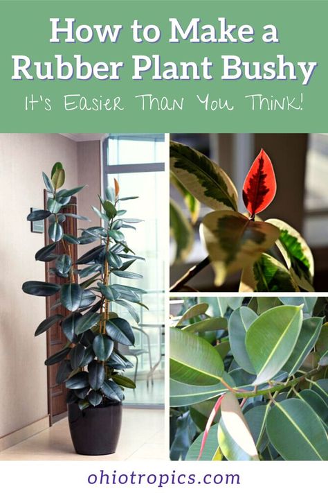 How To Care For Rubber Plant Indoor, Rubber Fig Plant Care, How To Propagate A Rubber Tree Plant, Rubber Plant Tree Indoor, Propagate Rubber Tree, Tall Rubber Plant, Rubber Tree Propagation, How To Propagate Rubber Plant, Rubber Plant Tree