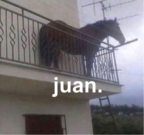 Juan Horse, Juan Meme, Horse Meme, Saint Denis, Top Memes, 웃긴 사진, Cute Horses, Know Your Meme, Horse Pictures