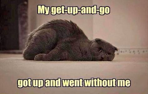 Get up and go got up and went without me. Tired Funny, Lazy Cat, Funny Animal Memes, Crazy Cat Lady, Animal Memes, Crazy Cats, Funny Cute, Cat Memes, A Cat