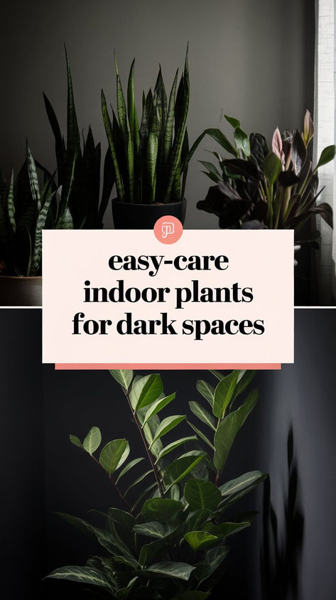 Decorate your home with these resilient indoor plants that don’t require sunlight. Perfect for offices or rooms with minimal windows, these plants make it easy to go green! #EasyPlants #NoLightPlants #HouseplantCollection Plants For Dark Rooms, Indoor Plant Decor Ideas, Indoor Plants Apartments, Minimal Windows, Dark Rooms, Apartment Plants, Best Indoor Plants, Plant Decor Indoor, Bedroom Plants