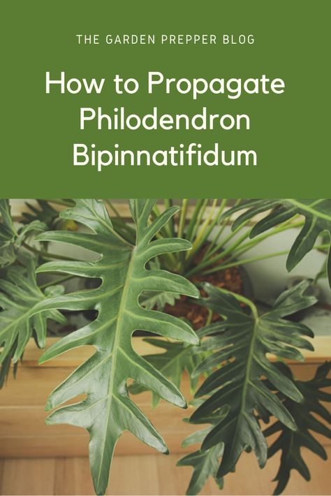 how to propagate philodendron bipinnatifidum Propagating Philodendron, Propagate Philodendron, Philodendron Bipinnatifidum, Philodendron Plant, Propagating Plants, Planting Bulbs, Indoor Plants, Garden Plants, House Plants