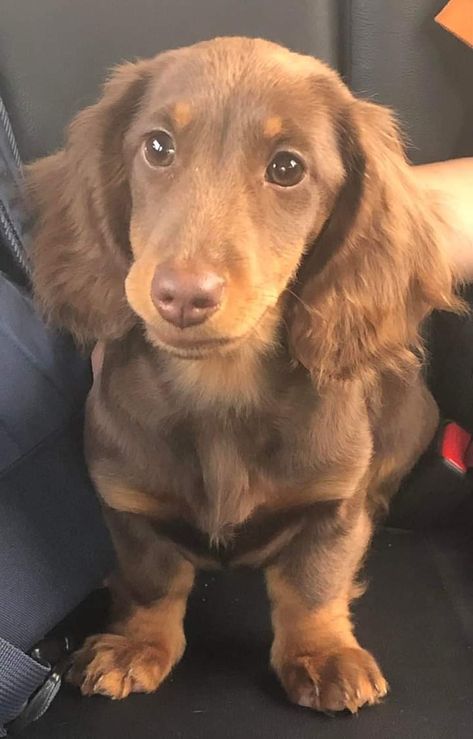 He’s 4.5 months old and fills our days with so much love and laughter ❤️ Chocolate Dachshund, Long Haired Miniature Dachshund, Sausage Dog Puppy, Puppies Dachshund, God Creation, Miniature Dachshund Puppies, Puppy Dachshund, Doxie Puppies, Brown Dachshund