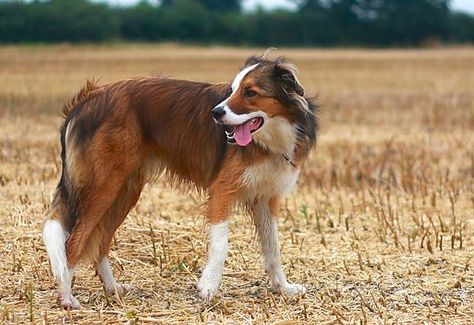 Red sable welsh sheepdog photo Welsh Sheepdog, Smartest Dogs, English Shepherd, Dogs Photography, Sheep Dog, Adoptable Beagle, Look Alikes, Herding Dogs, Border Collie Dog