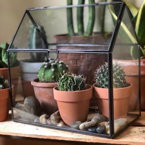 Tiny Greenhouse Indoor, Mini Greenhouse Terrarium, Mini Greenhouse Decor, Mini Greenhouse Ideas, Ikea Terrarium, Mini Greenhouse Indoor, Dorm Plants, Engineering Aesthetic, Greenhouse Indoor