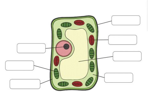 labell the structure of plant cell Structure Of Plant Cell, Plant Cell Structure, Plant Cell, The Plant, Phone Cases, Electronic Products, Plants