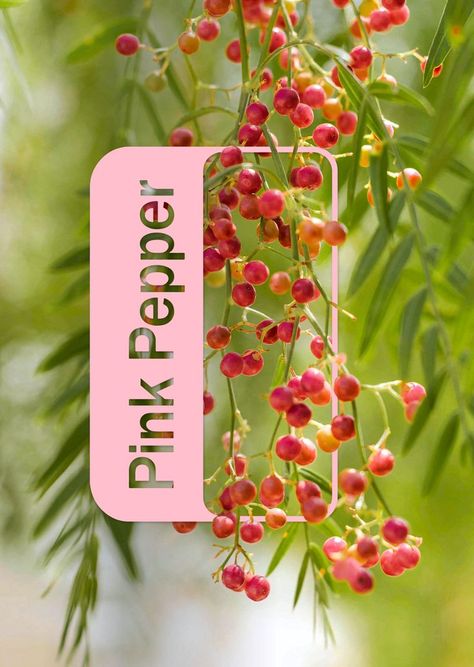 Pink Pepper Essential Oil, Drawing Themes, Pink Peppercorn, Doterra Oil, Divine Power, Citrus Oil, Healing Oils, Doterra Oils, Pink Pepper