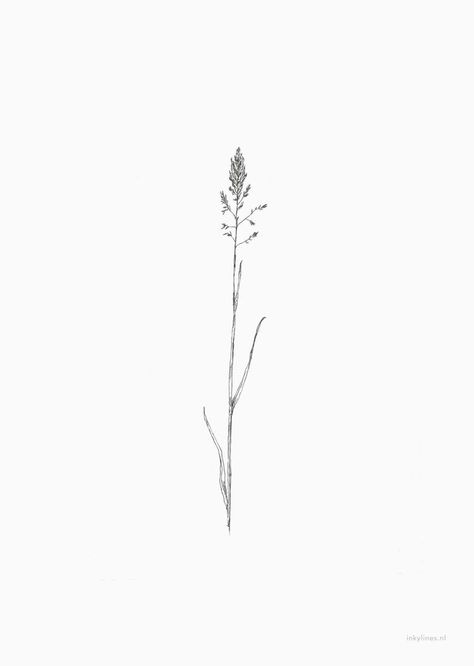 Grass line art Wheat Tattoo, Tattoo Plant, Lavender Tattoo, Minimal Drawings, Wildflower Tattoo, Handpoke Tattoo, Spine Tattoos For Women, Plant Tattoo, Line Art Tattoos