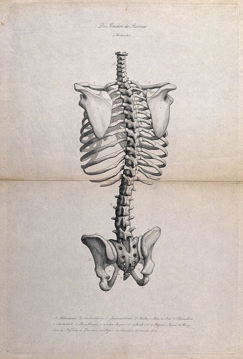 Skeleton: illustration of the pelvis, spine and ribcage, seen from behind. Etching, ca. 1871. | Wellcome Collection Spine And Ribcage, Revolution Art, Skeleton Illustration, Wellcome Collection, Ap Art, Reference Images, Rib Cage, Art Tips, Painting Illustration