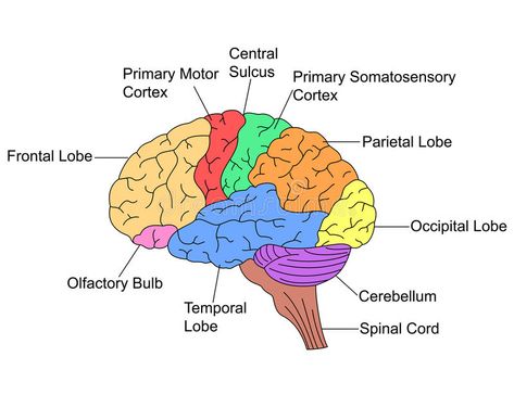 Parts of Brain. Labelled illustration #Sponsored , #Advertisement, #SPONSORED, #Parts, #Labelled, #illustration, #Brain Occipital Lobe, Hydroelectric Power Plant, Covalent Bonding, Frontal Lobe, Chemical Equation, Executive Function, Higher Level Thinking, Self Monitoring, Brain Art