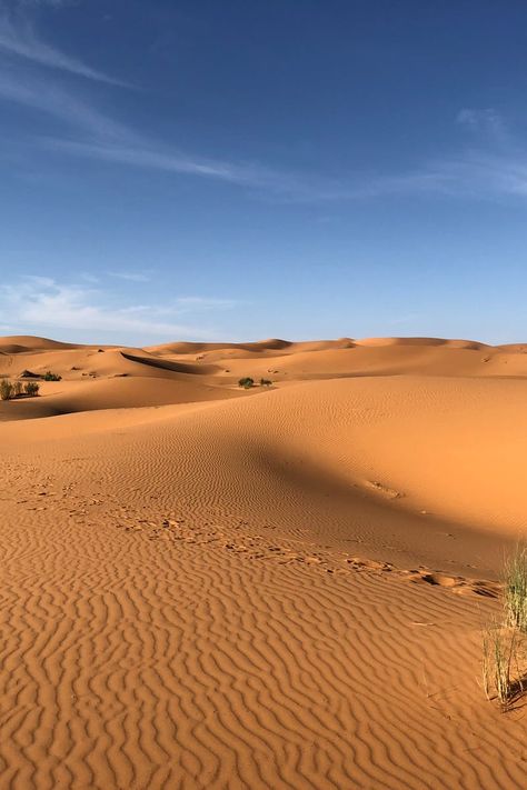 Green Grasses on Sahara Desert Ideas For Camping, Desert Sahara, Desert Environment, Nature Hikes, Sahara Desert, Nature Conservation, Camping Tips, Closer To Nature, Phone Photography