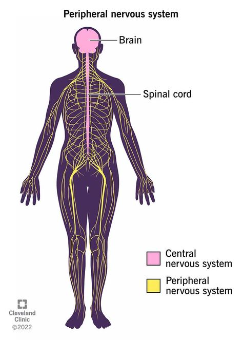 Brain Nervous System, Human Nervous System, Glial Cells, Sensory Nerves, Peripheral Nervous System, Spinal Nerve, Nerve Fiber, Peripheral Nerve, Cranial Nerves