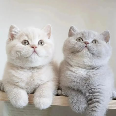 British Shorthair Kittens, Dream's Cat, British Shorthair Cats, Cute Little Kittens, Gorgeous Cats, Scottish Fold, Cat Facts, British Shorthair, Anime Cat