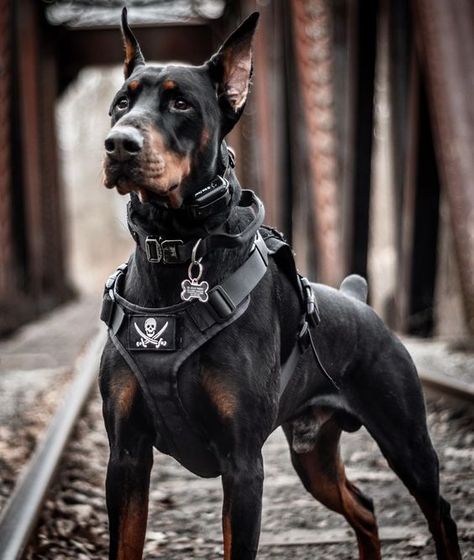 What do you use, a harness, collar, or something else? Caine Husky, Doberman Puppies, Black Doberman, Doberman Dog, Dog Vests, Doberman Pinscher Dog, Scary Dogs, Doberman Puppy, Military Dogs