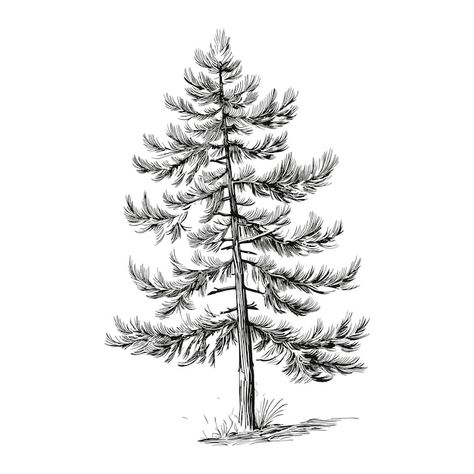 Tree Pencil Drawing, Pine Tree Sketch, Tree Drawing Ideas, Lodgepole Pine, Pine Tree Drawing, Tree Sketch, Willow House, Vector Sketch, Hand Draw