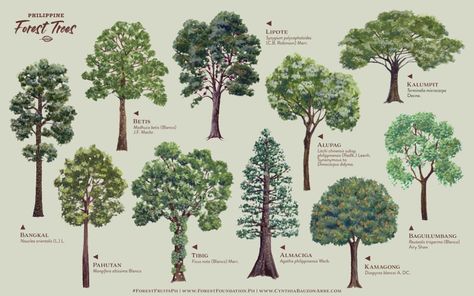 Forget cherry blossoms. Stop and draw our own flowering trees - NOLISOLI Cherry Blossom Drawing, Forest Conservation, Fine Arts College, Drawing Competition, Forest Fruits, Flowering Tree, Flower Drawing Tutorials, Tree Species, Wallpaper Earth