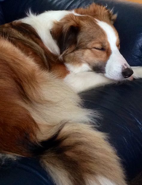 Ginny looking chilled Border Collie Black And White, Border Collie Black, Border Collie Facts, Welsh Sheepdog, Scotch Collie, White Border Collie, English Shepherd, Collie Puppies, Labrador Retriever Puppies