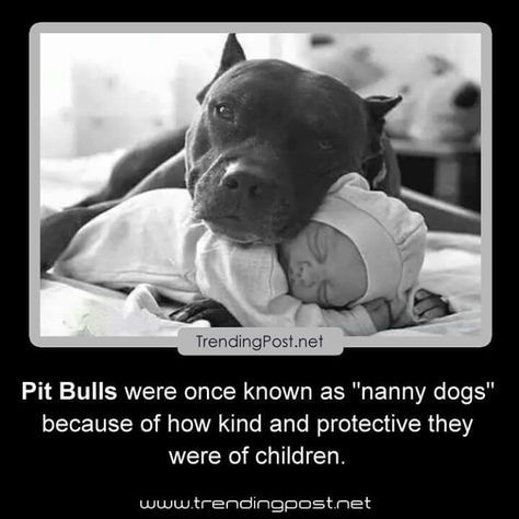 Pit bulls Pitbull Facts, Pitbull Quotes, Nanny Dog, Söt Katt, American Pit Bull Terrier, Pitbull Lover, Pitbull Puppies, Staffordshire Bull Terrier, Bully Breeds