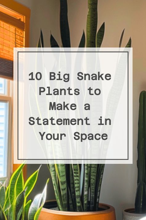 10 Big Snake Plants to Make a Statement in Your Space Statement Indoor Plants, Snake Plant Styling, Snake Plant Display, Tall Snake Plant, Snake Plant Decor Living Rooms, Snake Plants Indoor, Snake Plant Decor Ideas, Large Snake Plant, Snake Plant Decor