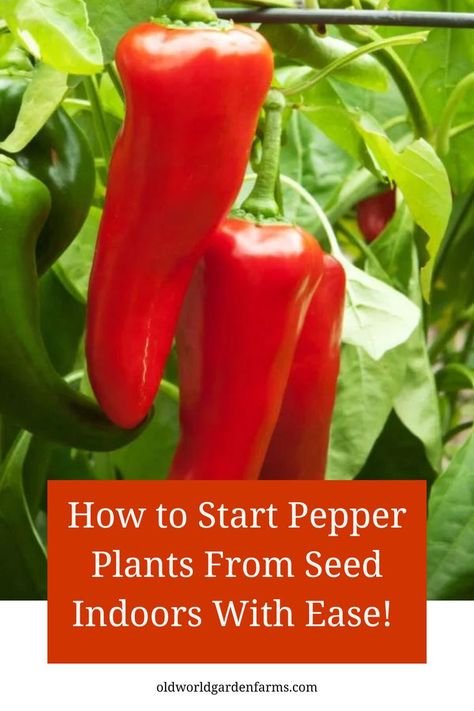 Red Roaster peppers growing and still attached to the plant. From oldworldgardenfarms.com. Growing Sweet Peppers, Worm Castings Tea, Growing Hot Pepper, Gardening On A Budget, Seed Starting Soil, Natural Insecticide, Hot Pepper Seeds, Growing Garden, Seed Starting Mix