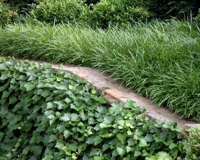 English ivy holds soil on a very steep slope, while liriope breaks rush of water off surface above. Pergola Ideas For Patio, Texas Landscaping, Pergola Swing, English Ivy, Ivy Plants, Sloped Garden, Garden Shrubs, Covered Pergola, Ground Cover Plants