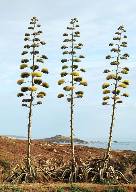 Agave Agave Americana, Century Plant, Desert Botanical Garden, Agave Plant, Unique Trees, Agaves, Desert Plants, Cactus And Succulents, Landscaping Plants