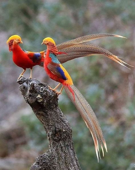 God Is Already There, Golden Pheasant, South Gate, Faith Can Move Mountains, World Birds, Birds Photography, Most Beautiful Birds, Interesting Animals, Forest Park