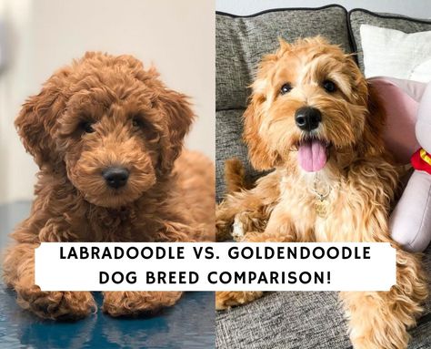 Golden Doodle Vs Labradoodle, Labradoodle Vs Goldendoodle, Doodle Dog Breeds, Standard Goldendoodle, Love Doodles, Golden Doodle, Doodle Dog, Miniature Poodle, Dog Daycare