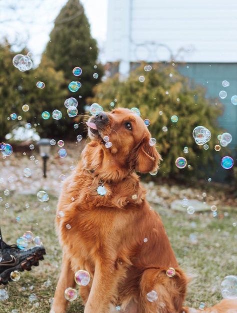 Dog Photoshoot, A Golden Retriever, Good Boy, Dog Photography, Baby Dogs, Dog Photos, 귀여운 동물, Dog Pictures, To Miss