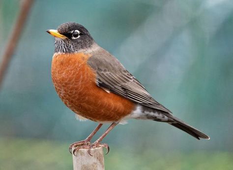 Cheery American Robin | BirdNote American Robin Bird, Robin Bird Tattoos, Robin Tattoo, Animal Tarot, Driftwood Projects, American Robin, Bird Carving, Animal Icon, Robin Bird