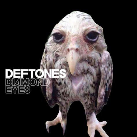 Deftones Diamond Eyes, Wet Owl, Photos To Airdrop, Rock In Roll, 2 Guys, Weird Photos, Ye Ye, Weird Memes, Jonathan Davis