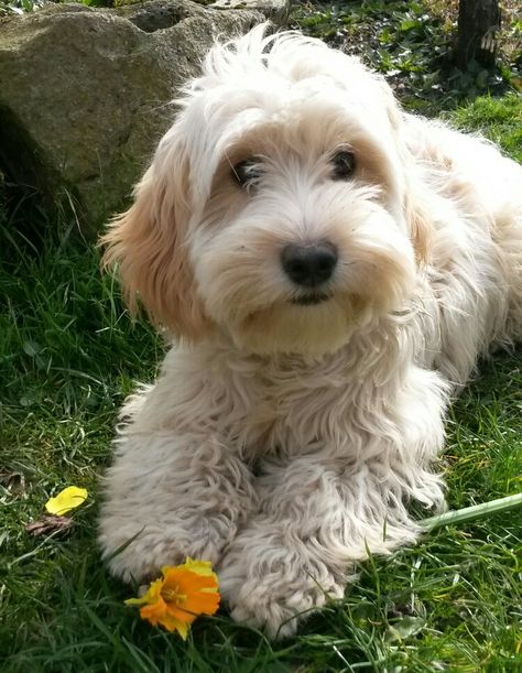 Cockapoo cuteness!! White Cockapoo, Cavoodle Dog, Pet Cows, Cute Puppies And Kittens, Dog Portraits Art, Cockapoo Dog, Dog Breeds Medium, Cockapoo Puppies, Fluffy Cows