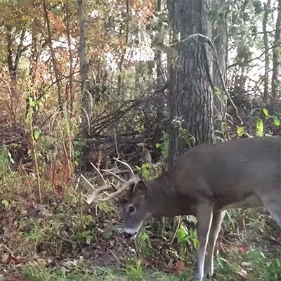 Deer Hunting Videos, Deer Habitat, Deer Hunting Stands, Hunting Stands, Hunting Videos, Whitetail Deer Hunting, Big Deer, Deer Hunting Tips, Quail Hunting