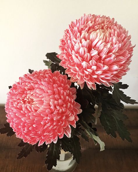 #chrysanthemum #flowers #floral #rustic #pink #countrydecor #countrystyle #farmhousestyle #farmhousedecor #farmhouse #shabbychic #pompom #mothersday #mothersdayflowers #canberra Pom Pom Chrysanthemum, Local Flowers, Tattoo Collection, Floral Type, Bali Island, Mothers Day Flowers, Bright Flowers, Canberra, Chrysanthemum